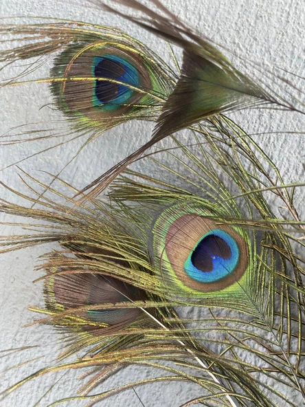 Gerçek Tavus Kuşu Tüyü 80-110 cm (31 Adet) - Resim 5