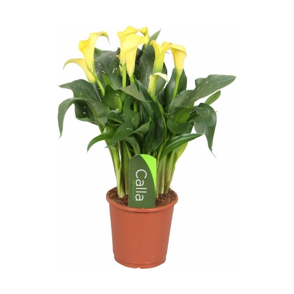 Gala Gelin Çiçeği (Calla Lily)  Sarı 10-20  cm