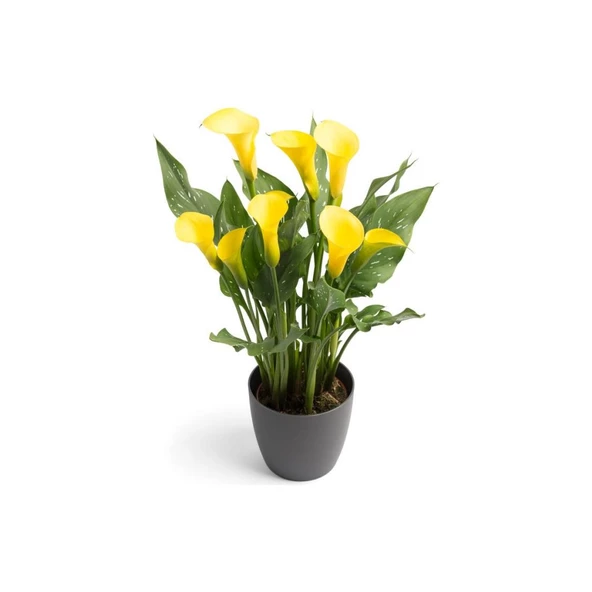 Gala Gelin Çiçeği (Calla Lily)  Sarı 10-20  cm - Resim 2