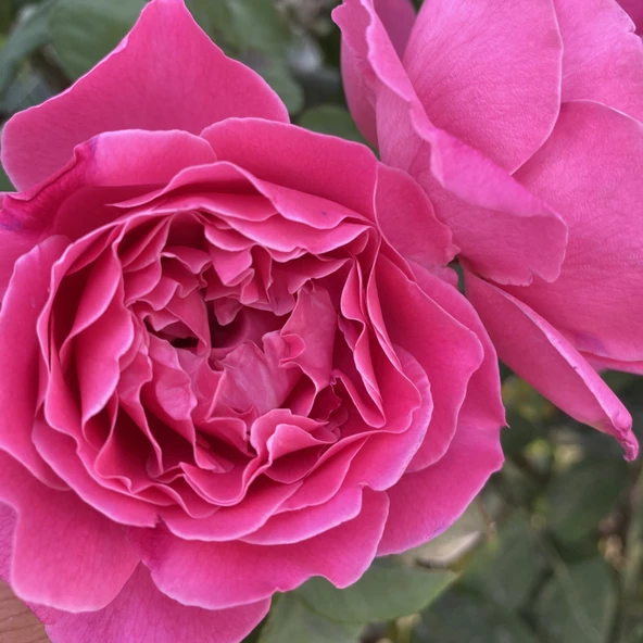 Parfüm Kokulu Alessia Yediveren  Gül Çiçeği Fidesi (1 adet Paper Potta) - 3