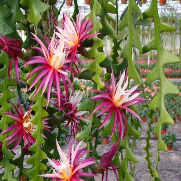 Epiphyllum Selenicereus Anthonyanus Atlas Çiçeği Fidanı (9 Luk Saksıda) - 3