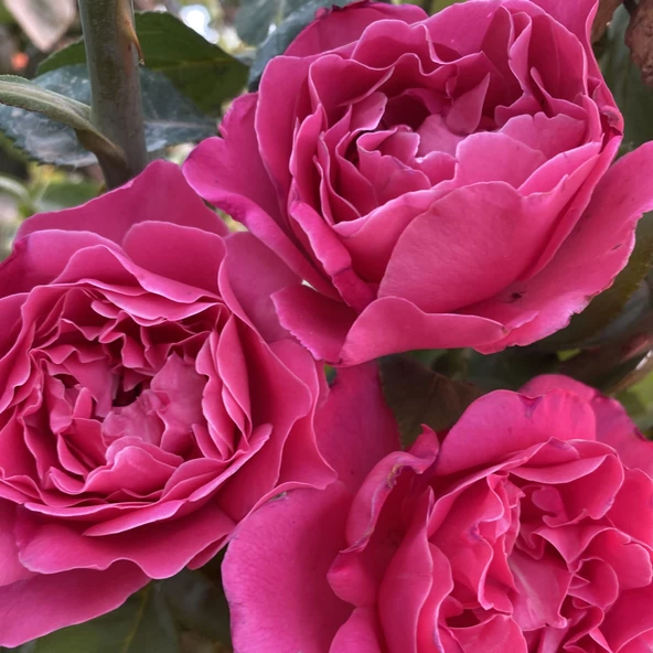 Parfüm Kokulu Alessia Yediveren  Gül Çiçeği Fidesi (1 adet Paper Potta) - 4