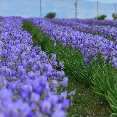 Süsen Çiçeği Zambak Iris Mor 15-30 Cm ürün görseli