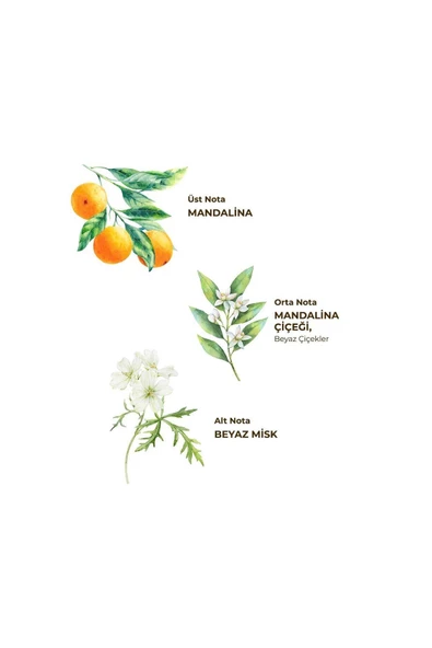 Bodrum Mandalinası 150 ml Sprey Kolonya - Pet Şişe - 2