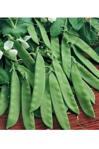 Agrokar Yaprak Bezelye Tohumu İthal 1 KG - 2