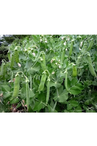 Agrokar Yaprak Bezelye Tohumu İthal 1 KG