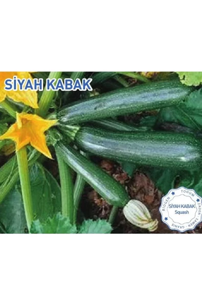 Biogen Siyah Kabak Tohumu 10gr 1 Paket
