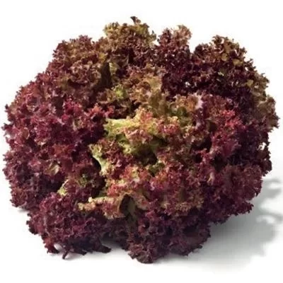 Simagro Kırmızı Kıvırcık Marul Tohumu 5gr 1 Paket