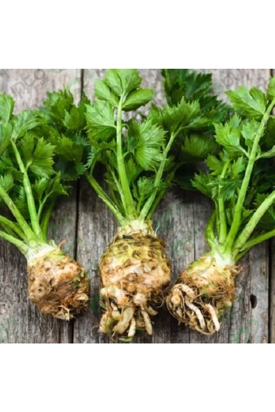 Green Line Kök Kereviz Tohumu 10Gr