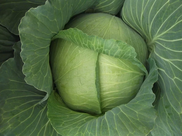 Green Line Yalova1 Lahana Tohumu 10GR