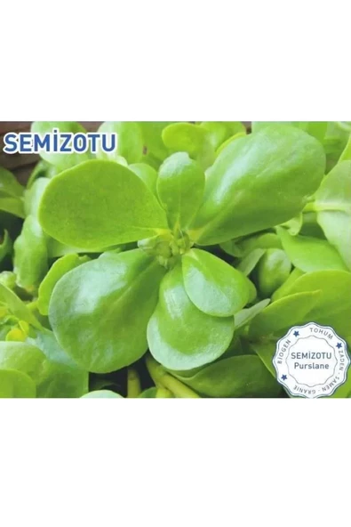 Green Line Semizotu Tohumu Sarı Frenk 10Gr