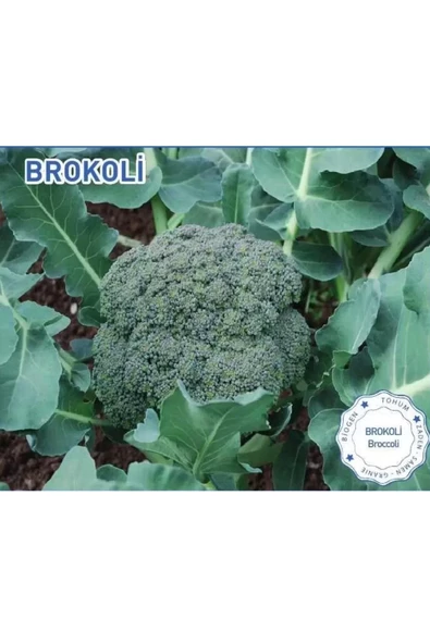 Green Line Brokoli Yeşildere Tohumu 3GR