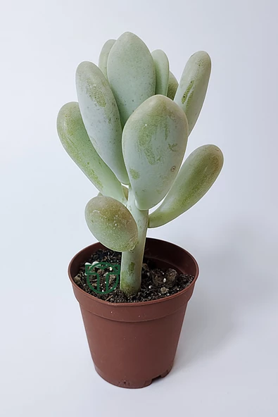 Pachyveria Oviferum ay taşı sukulent moonstone özel tür 5.5 cm kahverengi saksıda