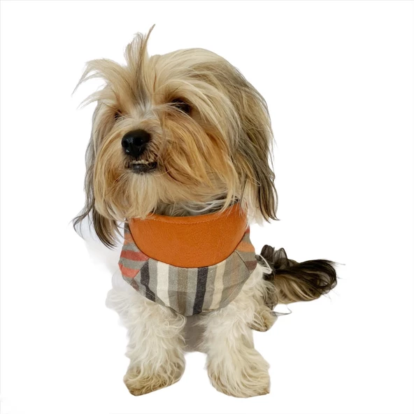 Stripe Orange Su itici Yağmurluk Köpek Yağmurluğu - 3
