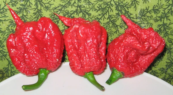 Dünyanın En Acı Biber Tohumu (Trinidat Scorpion) Ekim Seti 5 Adet Tohum - 2