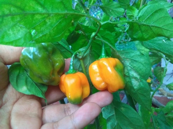 Dünyanın En Acı Biber Tohumu (Trinidat Scorpion) Sarı Renk 5 Adet Tohum - 5