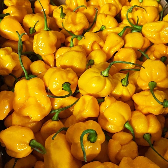 Dünyanın En Acı Biber Tohumu (Trinidat Scorpion) Sarı Renk 10 Adet Tohum - Resim 3