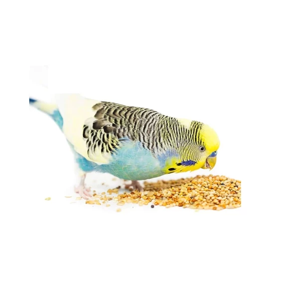 Karışık Renkli Muhabbet Kuş Yemi 100 gr, Derya Eren - 2