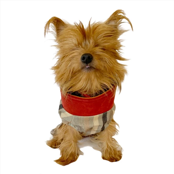 Stripe Bordo Su itici Yağmurluk Köpek Yağmurluğu - 2