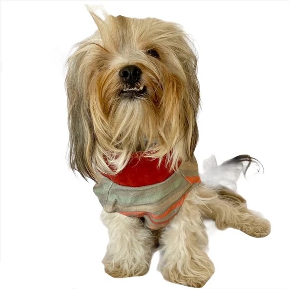 Stripe Bordo Su itici Yağmurluk Köpek Yağmurluğu - 7