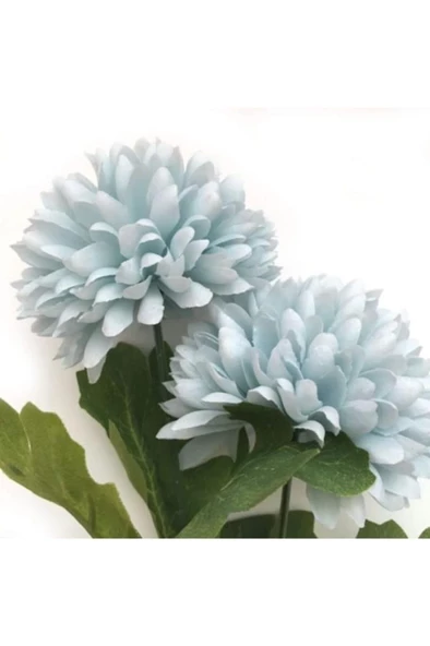 Kasımpatı Çiçeği 10-20 cm - Resim 2