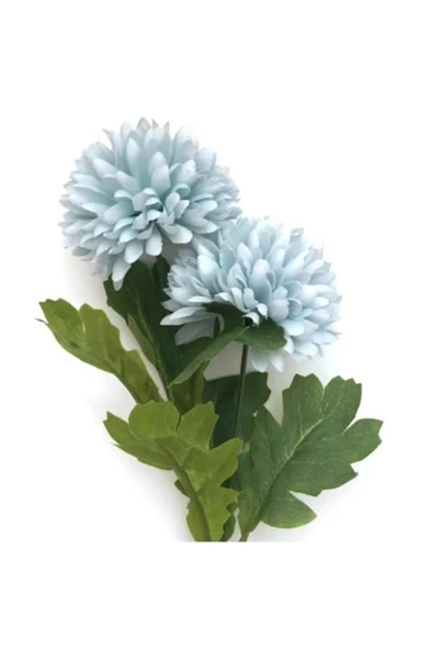 Kasımpatı Çiçeği 10-20 cm
