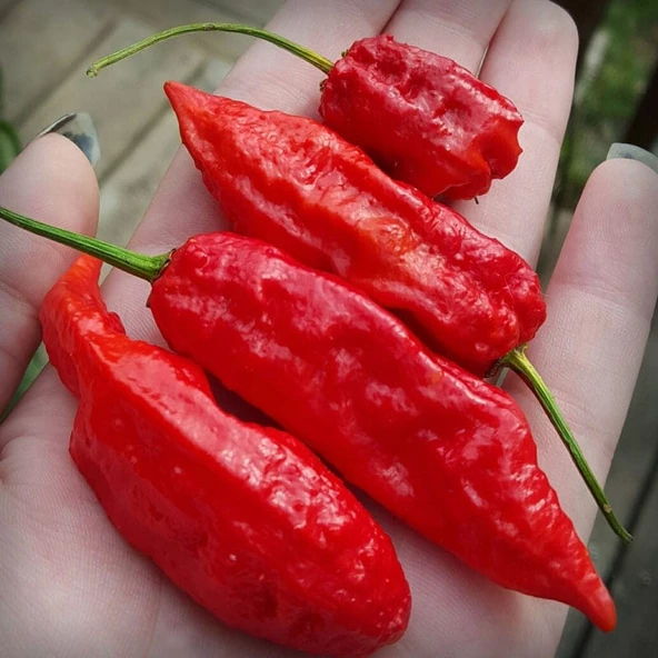 Bhut jolokia Biber Tohumu (Ghost pepper) 10 Adet Tohum (Çok Acı) - Resim 3