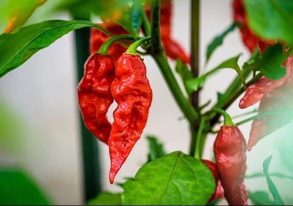 Bhut jolokia Biber Tohumu (Ghost pepper) 10 Adet Tohum (Çok Acı) - Resim 5