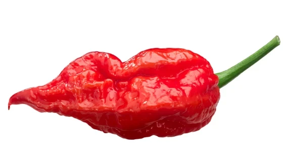 Bhut jolokia Biber Tohumu (Ghost pepper) 10 Adet Tohum (Çok Acı)
