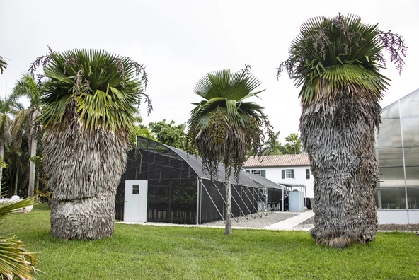 Copernicia Macroglossa Palmiye Tohum 2 Adet Tohum Ekim Seti (Tayland'dan İthal) - 3