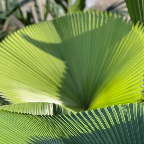 Licuala Peltata Palmiye Ağacı Tohumu 2 Adet Tohum Ekim Seti (Tayland dan İthal) - 5