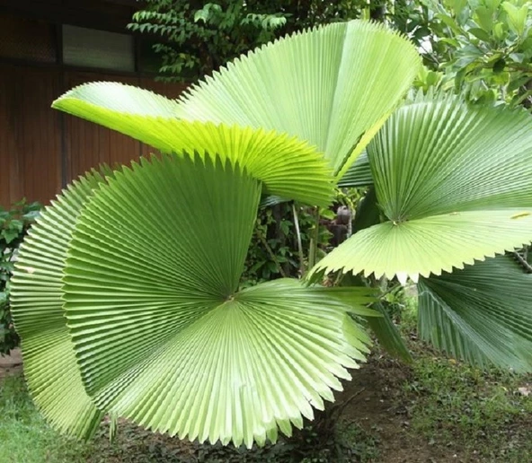Licuala Peltata Palmiye Ağacı Tohumu 2 Adet Tohum Ekim Seti (Tayland dan İthal)