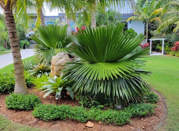 Copernicia Macroglossa Palmiye Tohum 2 Adet Tohum (Tayland'dan İthal) - 4