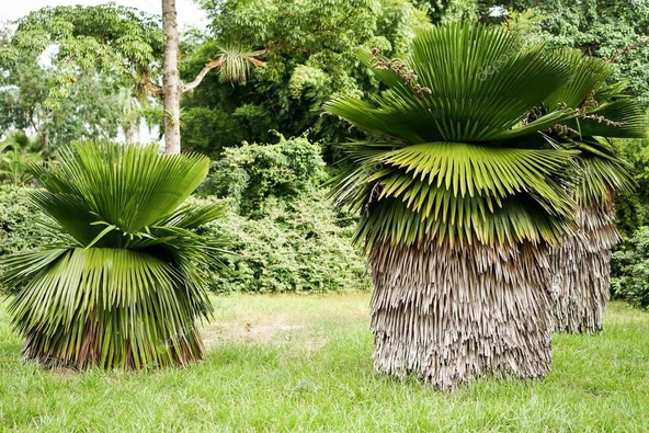 Copernicia Macroglossa Palmiye Tohum 2 Adet Tohum (Tayland'dan İthal) - 3