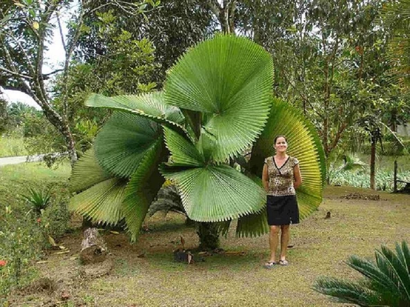 Licuala Peltata Palmiye Ağacı Tohumu 2 Adet Tohum Ekim Seti (Tayland dan İthal) - 3