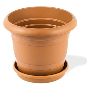 Licuala Peltata Palmiye Ağacı Tohumu 2 Adet Tohum Ekim Seti (Tayland dan İthal) - 6