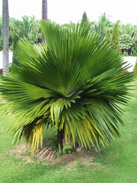 Copernicia Macroglossa Palmiye Tohum 2 Adet Tohum Ekim Seti (Tayland'dan İthal) - 5