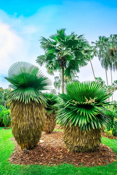 Copernicia Macroglossa Palmiye Tohum 2 Adet Tohum (Tayland'dan İthal) - 5