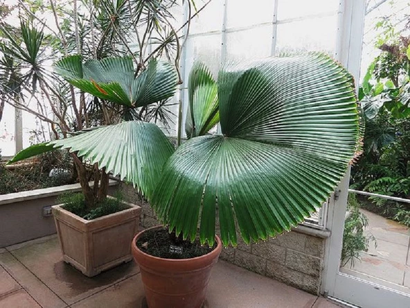 Licuala Peltata Palmiye Ağacı Tohumu 2 Adet Tohum Ekim Seti (Tayland dan İthal) - 4