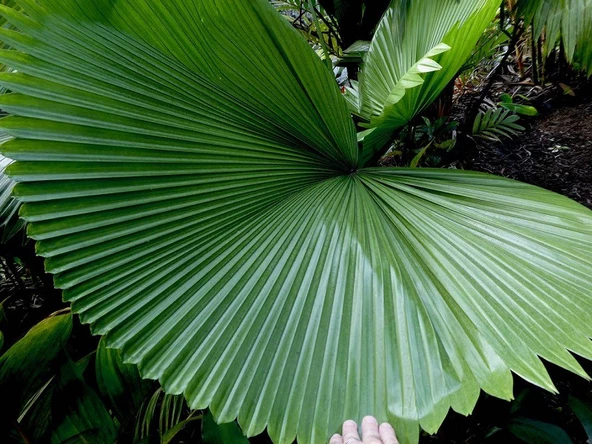 Licuala Peltata Palmiye Ağacı Tohumu 2 Adet Tohum Ekim Seti (Tayland dan İthal) - 2