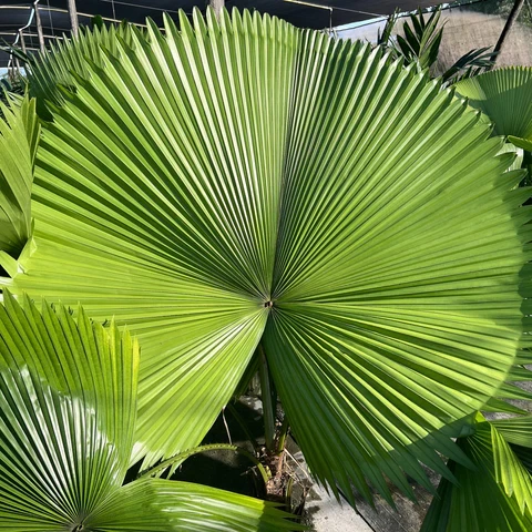 Licuala Peltata Palmiye Ağacı Tohumu 2 Adet Tohum (Tayland dan İthal) - 5