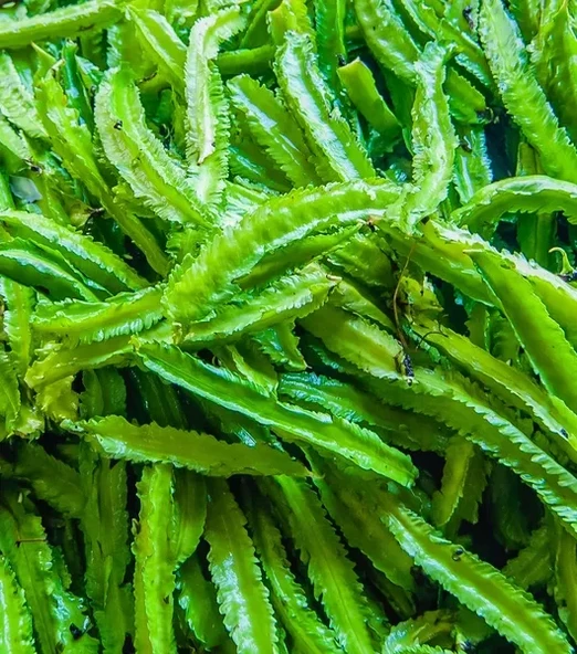 Kanatlı Fasulye Tohumu 3 Adet Tohum - Resim 5