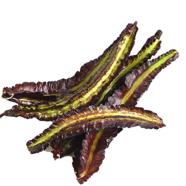 Mor Kanatlı Fasulye Tohumu 5 Adet Tohum ürün görseli