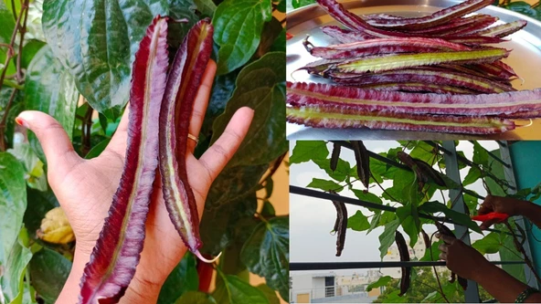 Mor Kanatlı Fasulye Tohumu 5 Adet Tohum - Resim 5