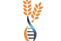 AYDINLI TOHUM AYDINLI TOHUM