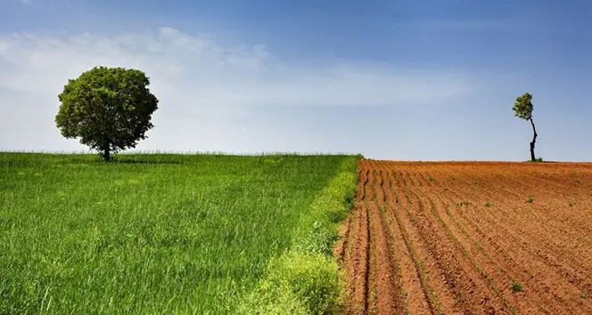 organik tarım market