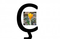 Tohum Çiçek Cenneti Tohum Çiçek Cenneti